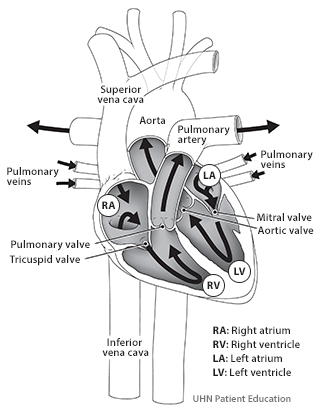 Systemic Right Ventricle – Transposition of the Great Arteries